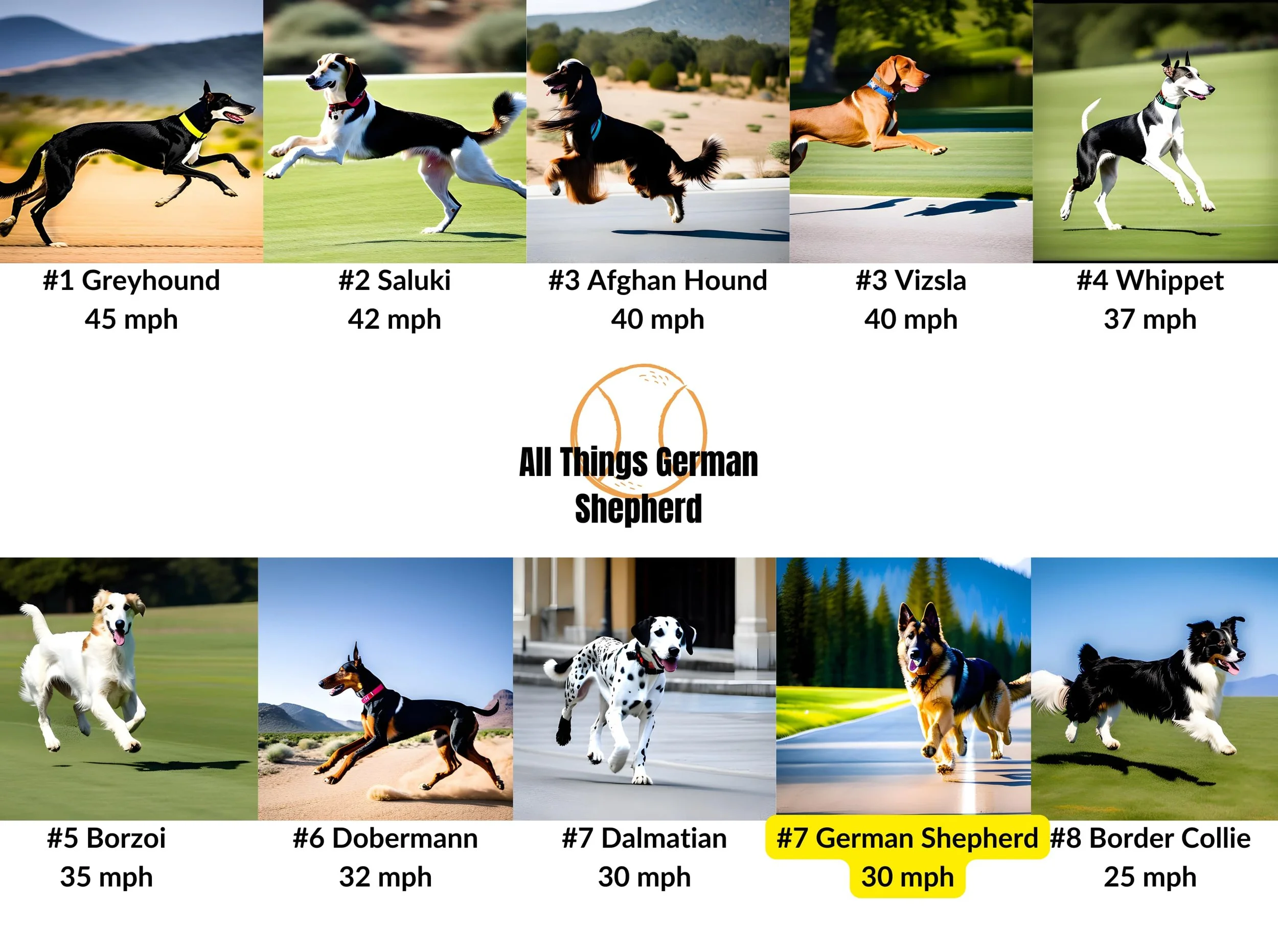 Are german hot sale shepherds fast